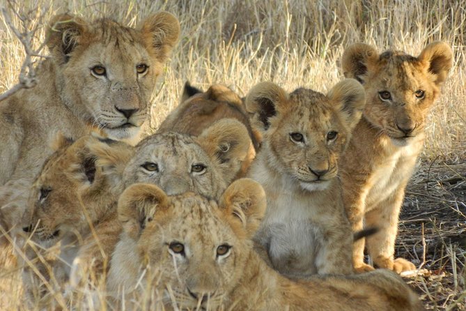 4-Day Masai Mara and Lake Nakuru safari from Nairobi. - The vehicle and group size that help you spot more animals