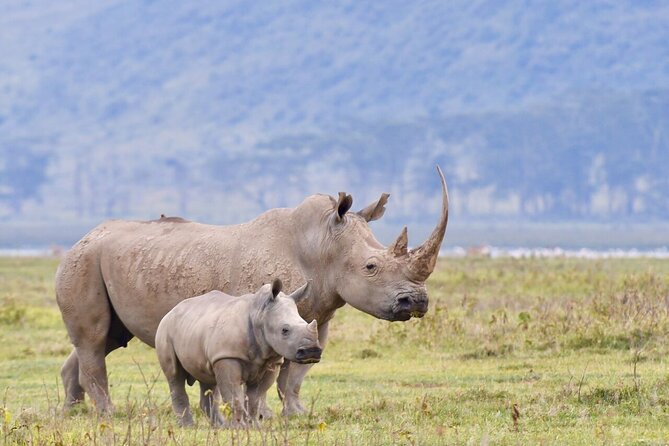 4-Day Masai Mara and Lake Nakuru Safari Tour from Nairobi - Key reasons this safari works well
