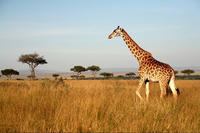 4-Day Masai Mara and Lake Nakuru Safari Tour from Nairobi - Day 1 in the Mara: sundown drive plus your first real search