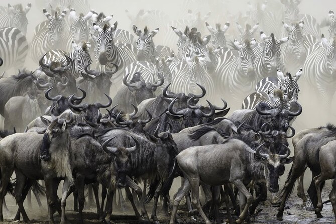 4-Day Masai Mara and Lake Nakuru Safari Tour from Nairobi - Day 3: long drive to Lake Nakuru, then birds and game drives