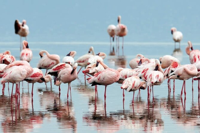 4-Day Masai Mara and Lake Nakuru Safari Tour from Nairobi - Guides and service quality, what you should expect