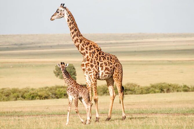 4-Day Masai Mara and Lake Nakuru Safari Tour from Nairobi - Price and value for a 4-day Masai Mara and Lake Nakuru safari