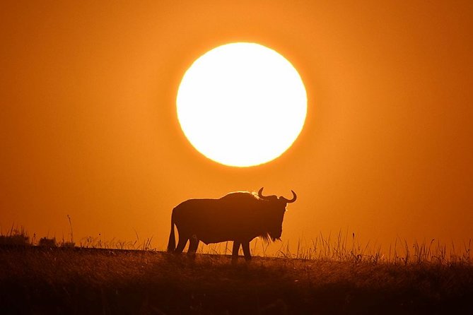 4-Day Masai Mara and Lake Nakuru Safari Tour from Nairobi - Day 2: two game drives built for Big Five odds