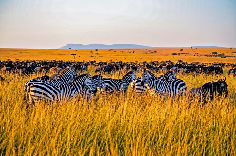 4-Day Masai Mara and Lake Nakuru Safari - Day 1: Nairobi to Maasai Mara, Rift Valley Views and First Big-Game Eyes