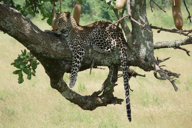 4-Day Masai Mara Big Five Safari - Day 2 full day drives: the Mara River picnic moment