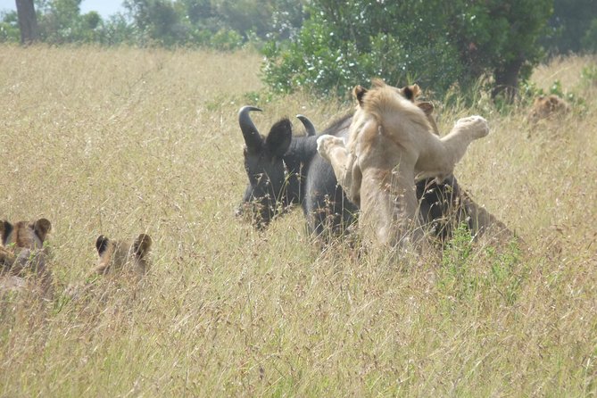 4-Day Masai Mara Big Five Safari - Day 3: a second sweep for the animals you missed