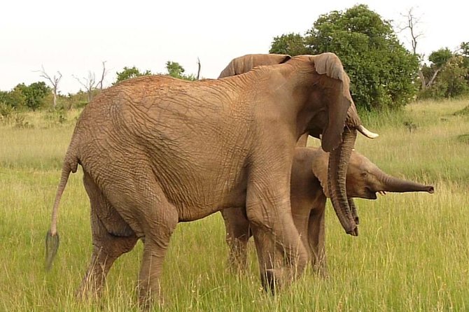 4-Day Masai Mara Big Five Safari - Wildlife you’ll look for, and what to pack your eyes for