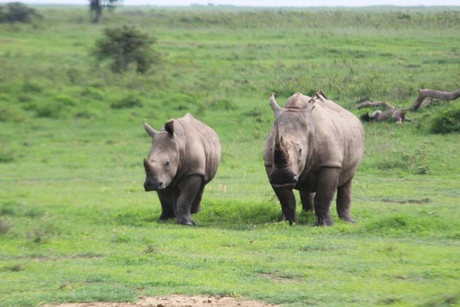 4-Day Masai Mara Big Five Safari - From Nairobi to the reserve: Rift Valley views and a Narok stop