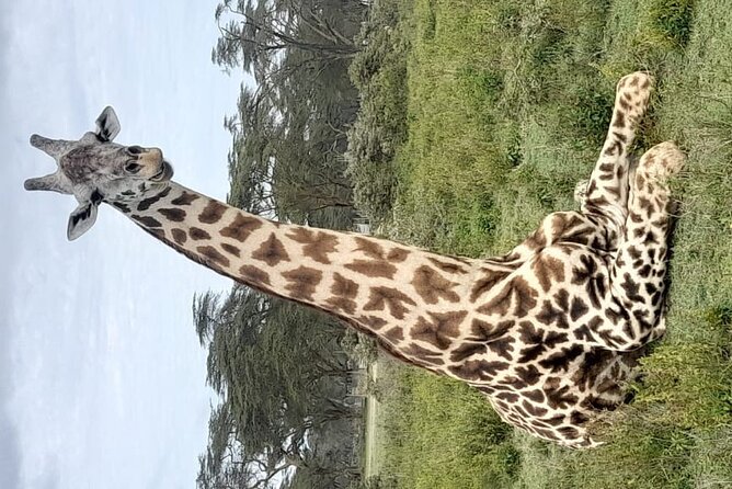 4-Day Masai Mara, L Naivasha and L Nakuru Safari - Price and what you really get for about $1,196
