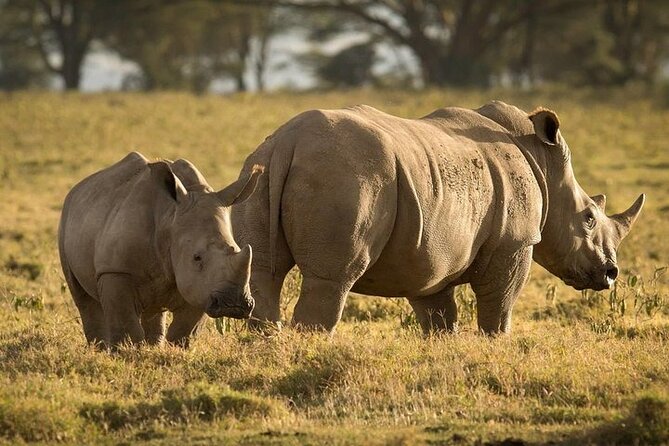 4-Day Masai Mara, L Naivasha and L Nakuru Safari - Who this safari suits best