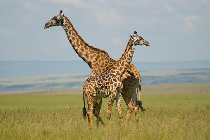 4 Day Masai Mara & Lake Nakuru Group Joining Camping Safari - Daily Departures - From Nairobi to the Mara, built for game drives