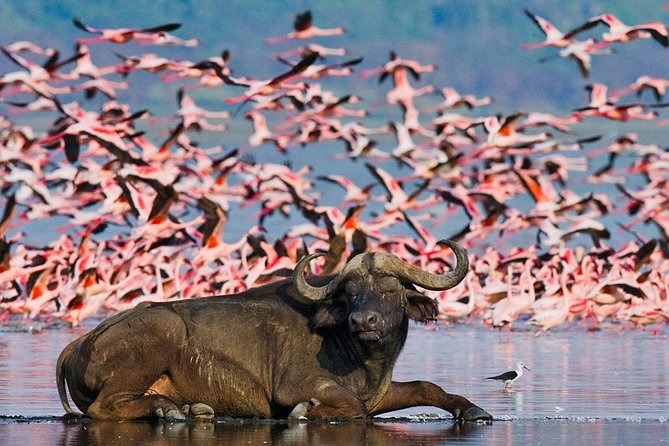 4 Day Masai Mara & Lake Nakuru Group Joining Camping Safari - Daily Departures - Lake Nakuru Day 4 morning: birds, rhinos, and a calm wildlife finish