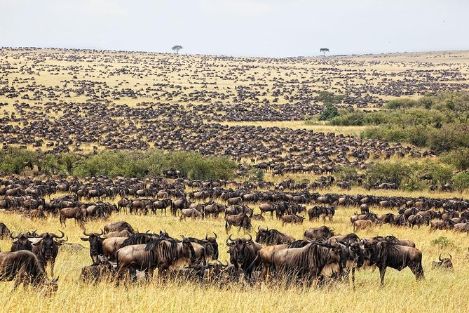 4 Day Masai Mara & Lake Nakuru Group Joining Camping Safari - Daily Departures - Camping nights and included meals, where the value shows
