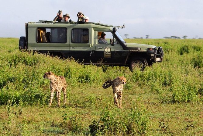 4 Day Masai Mara & Lake Nakuru Group Joining Camping Safari - Daily Departures - Guides and game drives: why the driver matters as much as the park