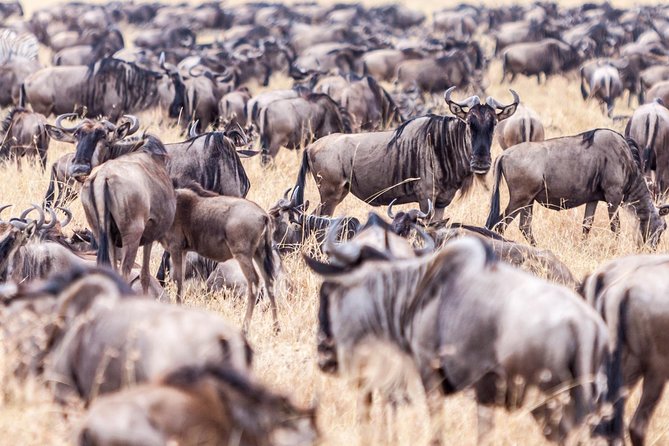 4-Day Masai Mara - Luxury Private safari (JEEP) - Why the Great Migration in Masai Mara is more than a headline