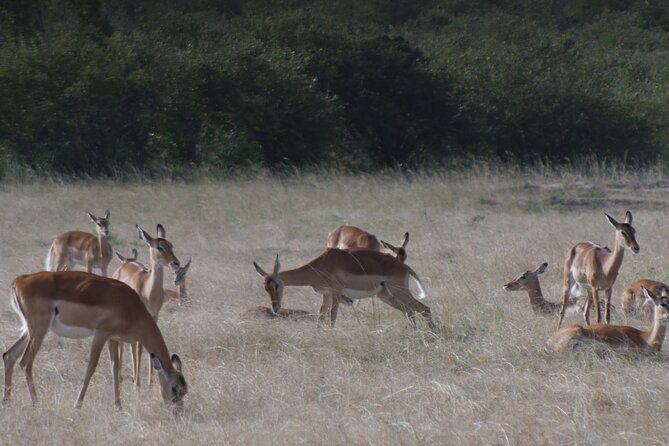 4-Day Masai Mara - Luxury Private safari (JEEP) - Day 3: Hot air balloon bird’s-eye option, then more Big Five hunting
