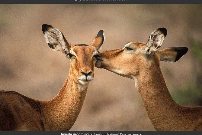 4-Day Masai Mara - Luxury Private safari (JEEP) - Day 4: Leaving the park at 7am, Narok lunch, and Lake Naivasha options