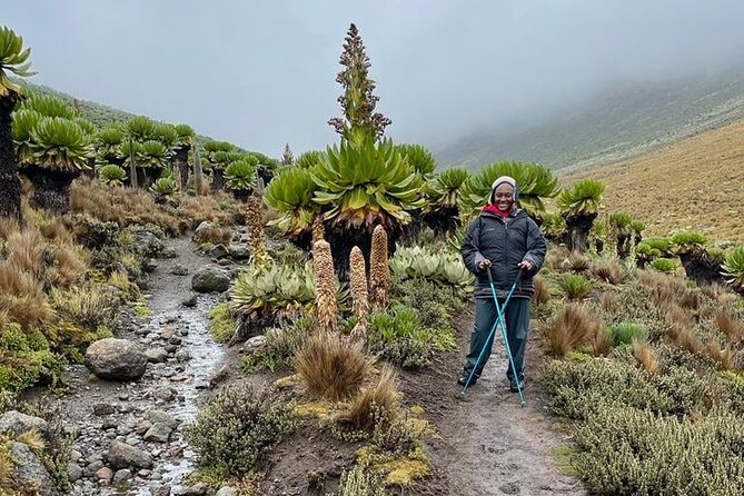 4-Day Mount Kenya Trekking with Pick Up - Day 3: 03:00 summit push to Peak Lenana, then down to Old Moses