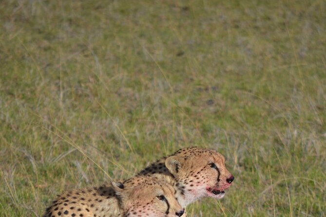4 Day Private Lake Naivasha and Maasai Mara Safari Adventure - How the 4-day private setup actually works