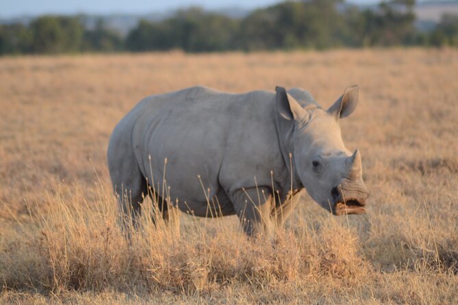 4 Day Private Masai Mara Flight Safari Tour from Nairobi - Game drives: how you get 6+ chances without feeling rushed