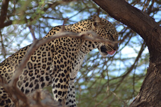 4 Day Private Masai Mara Flight Safari Tour from Nairobi - Hot air balloon: worth it, and how to decide