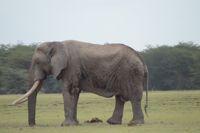 4 Day Private Masai Mara Flight Safari Tour from Nairobi - Who this tour is best for, and who might want something else