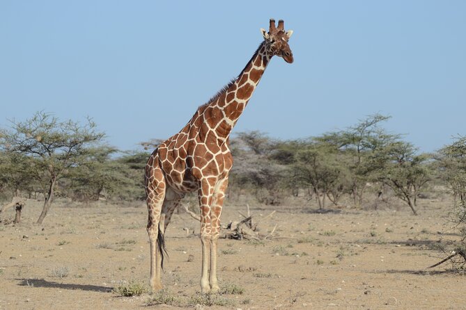 4 Day Private Masai Mara Flight Safari Tour from Nairobi - Tips to get more from your Masai Mara days