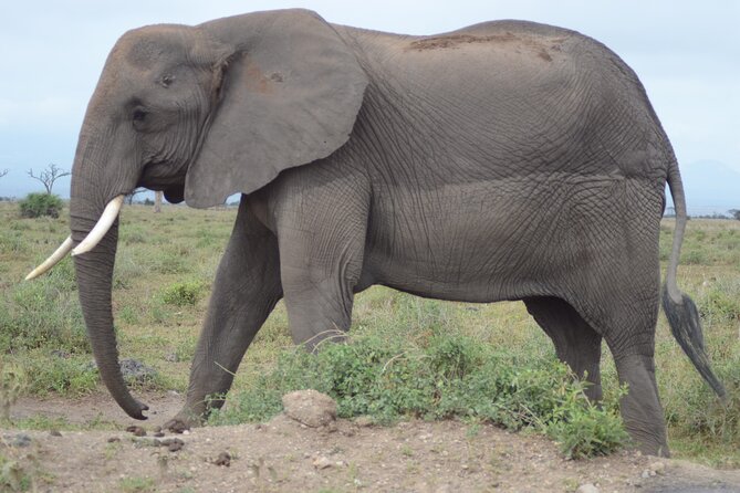 4 Day Private Masai Mara Flight Safari Tour from Nairobi - The guide and 4x4 setup, where quality shows