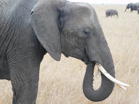 4 Day Private Masai Mara National Reserve & Lake Nakuru National Park Safari - Day 4 Morning Drives and the Return to Nairobi by Late Afternoon