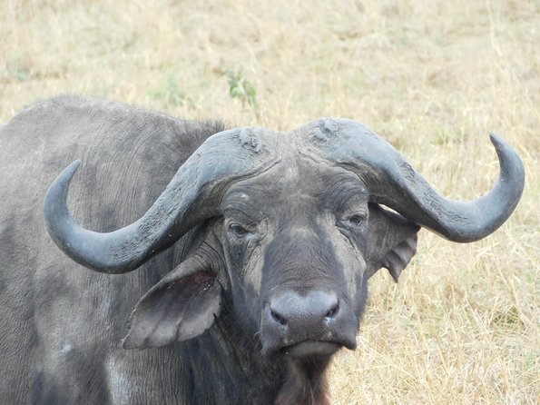 4 Day Private Masai Mara National Reserve & Lake Nakuru National Park Safari - Price and What Your Money Actually Covers