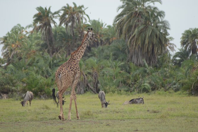 4-Day Safari to Tsavo and Amboseli from Diani Beach - Tsavo West and Ngulia Rhino Sanctuary: game drives plus a rhino stop