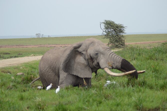 4-Day Safari to Tsavo and Amboseli from Diani Beach - Price and value: what $2,810 per person is really buying