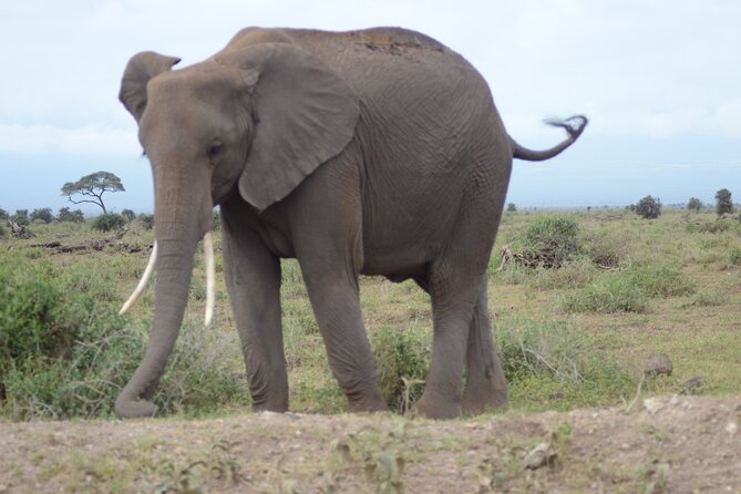 4-Day Safari to Tsavo and Amboseli from Diani Beach - Amboseli sunrise, Mzima Springs, and why Kilimanjaro matters