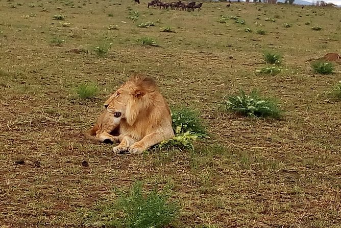 4-Day Tsavo East West and Amboseli National Park from Mombasa - Tsavo East In the Real World: What Wildlife Viewing Can Look Like