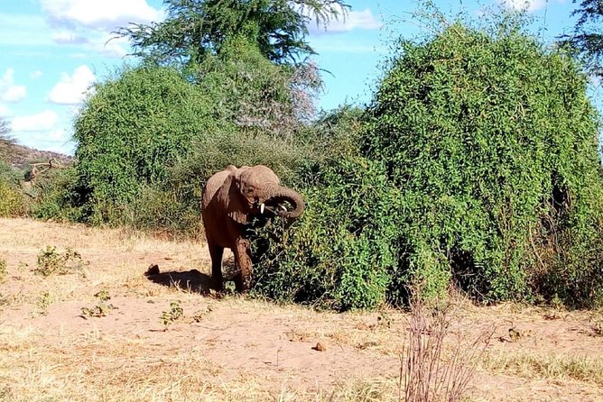 4-Day Tsavo East West and Amboseli National Park from Mombasa - Day 2 in Tsavo West: Ngulia Safari Lodge, Rugged Plains, and Mane-Less Lions