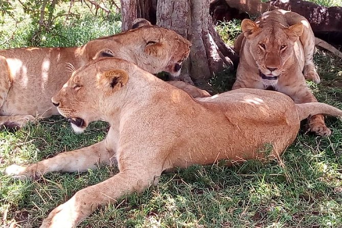 4-Day Tsavo East West and Amboseli National Park from Mombasa - Amboseli National Park: Elephant Herds, Big Views, and Mt Kilimanjaro Moments