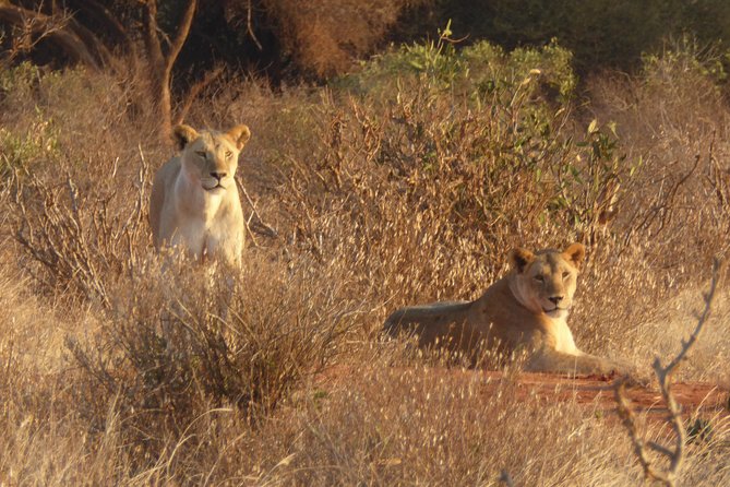 4-Day Tsavo East West and Amboseli National Park from Mombasa - Getting From Mombasa Into the Parks Without Losing the Day