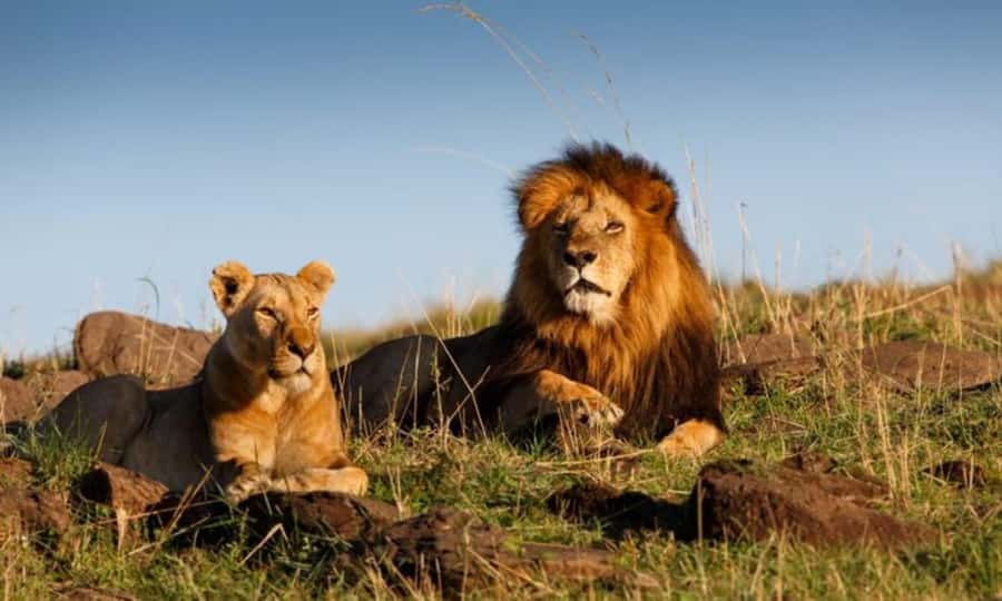 4 Days 3 Nights Masai Mara, L.Nakuru Jeep. - Key highlights I would plan around