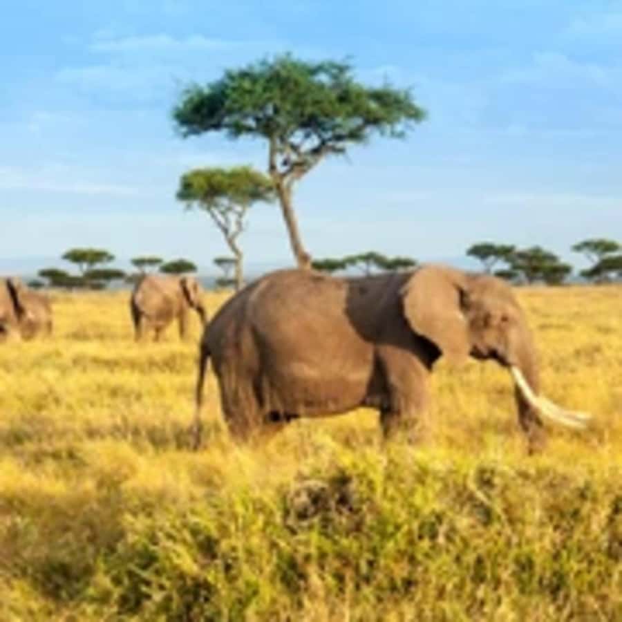 4 Days 3 Nights Masai Mara, L.Nakuru Jeep. - Why Masai Mara plus Lake Nakuru works so well in 4 days
