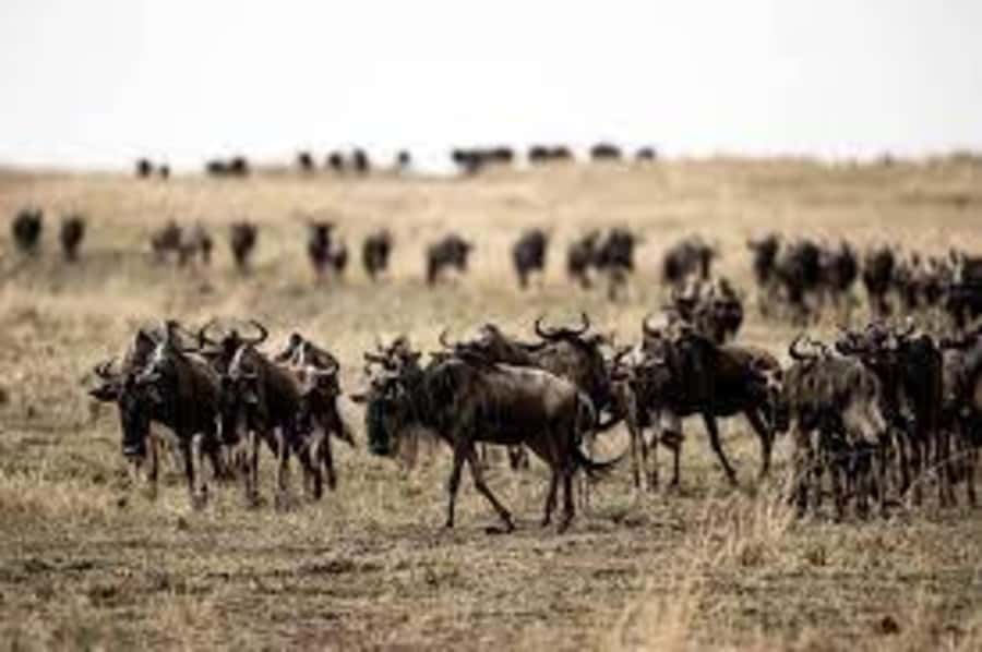 4 Days 3 Nights Masai Mara, L.Nakuru Jeep. - Jeep setup, group pace, and why “pop-up roof” matters