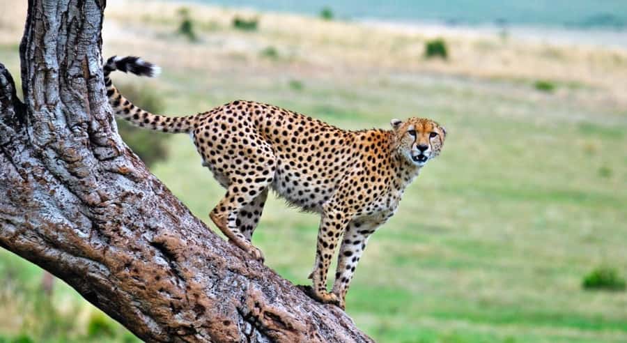4 Days 3 Nights Masai Mara, L.Nakuru Jeep. - Day 1: Nairobi to Masai Mara, arrive for an afternoon game drive