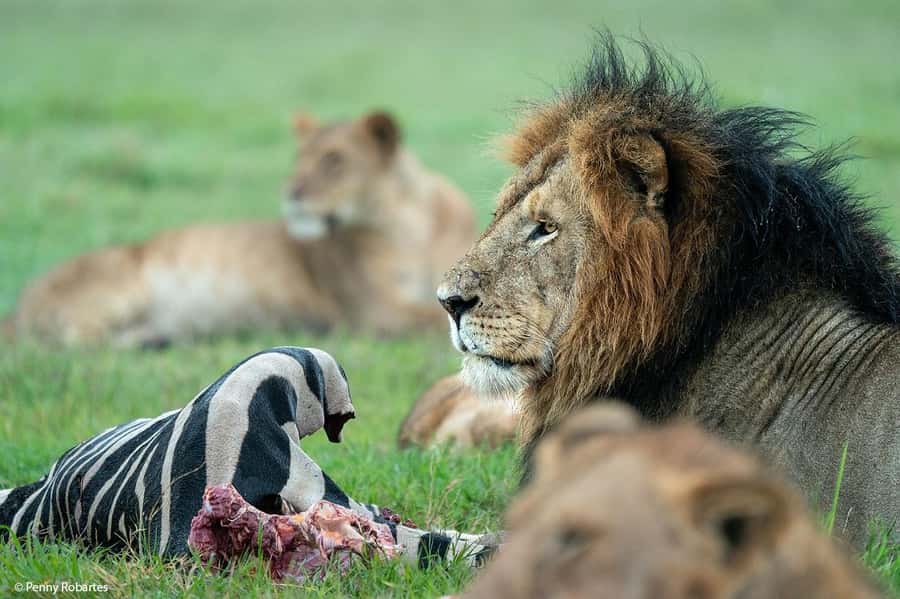 4 Days 3 Nights Masai Mara, L.Nakuru Jeep. - Day 3: Masai Mara to Lake Nakuru, drives plus possible culture and add-ons