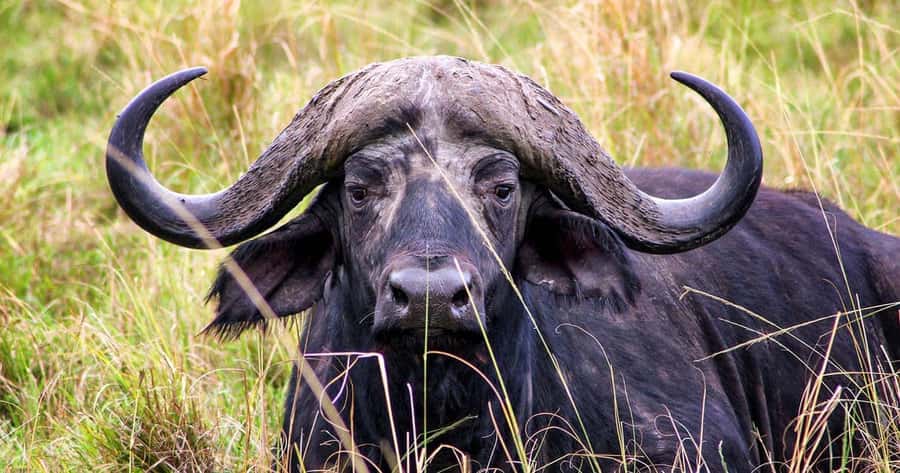 4 Days 3 Nights Masai Mara, L.Nakuru Jeep. - Hotels and meals: budget comfort with a full-board rhythm