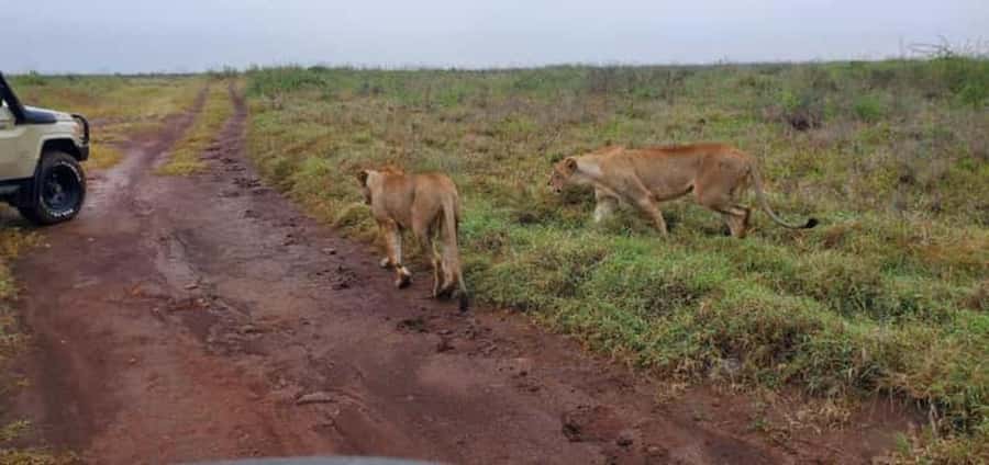 4 Days 3 Nights Masai Mara, L.Nakuru Jeep. - Price and what you actually pay: safari cost plus park entrances
