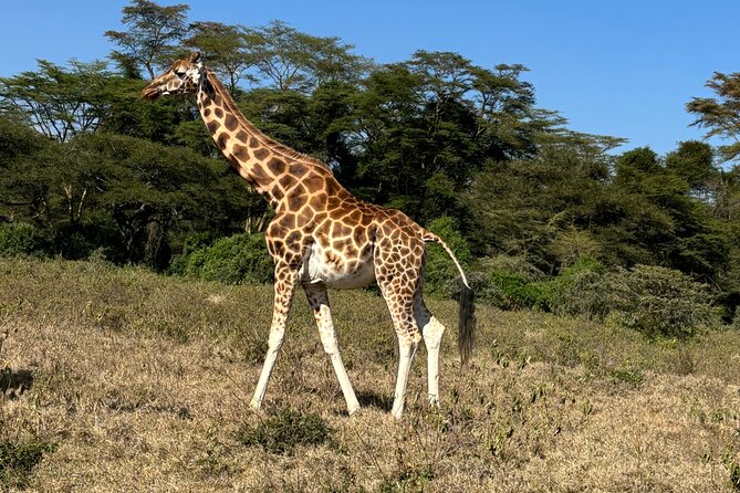4 Days 4WD Private Maasai Mara, Nakuru Parks with Lodge LUXURY - Key highlights to know before you go