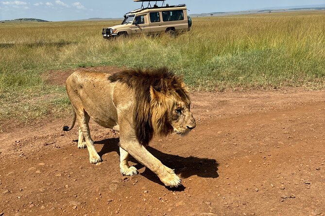 4 Days 4WD Private Maasai Mara, Nakuru Parks with Lodge LUXURY - Day 2: Maasai Mara early start, Big Five focus, and Mara River chances