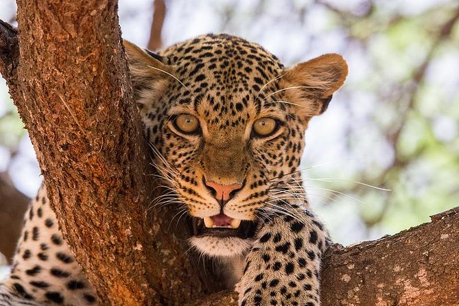 4-Days Best Wildlife Safari: Amboseli, Tsavo West & Tsavo East Private Safari - Nairobi to Amboseli: Kilimanjaro first, then game drives in a big-sky park