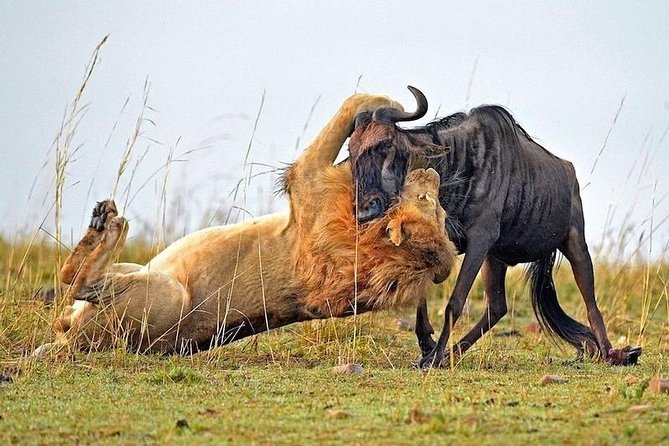 4-Days Best Wildlife Safari: Amboseli, Tsavo West & Tsavo East Private Safari - Wildlife expectations: what the itinerary is built to maximize