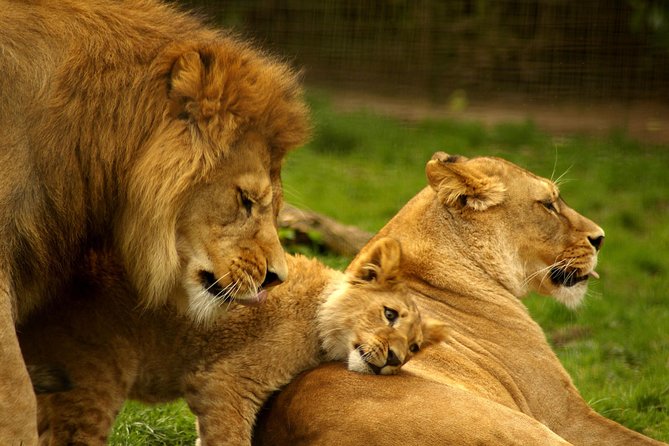 4-Days Best Wildlife Safari: Amboseli, Tsavo West & Tsavo East Private Safari - Tsavo West on Day 2: hilly spotting and the chance to add rhinos