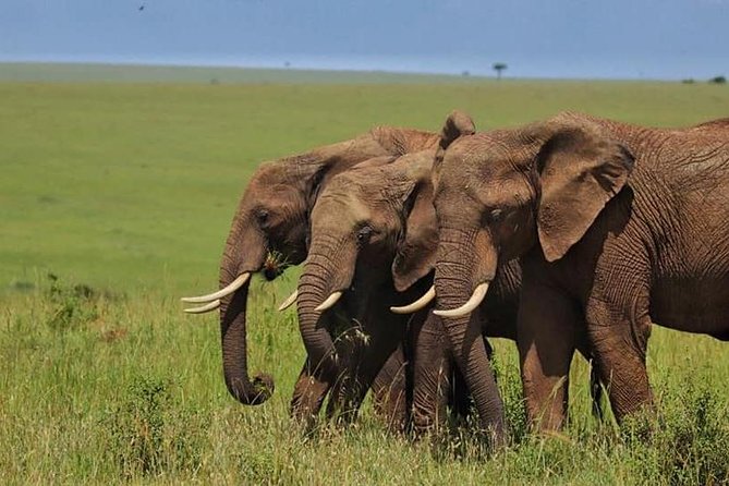 4 Days Enthralling Safaris in Kenya-lake Nakuru Masai Mara - Price and what $871.80 really buys you